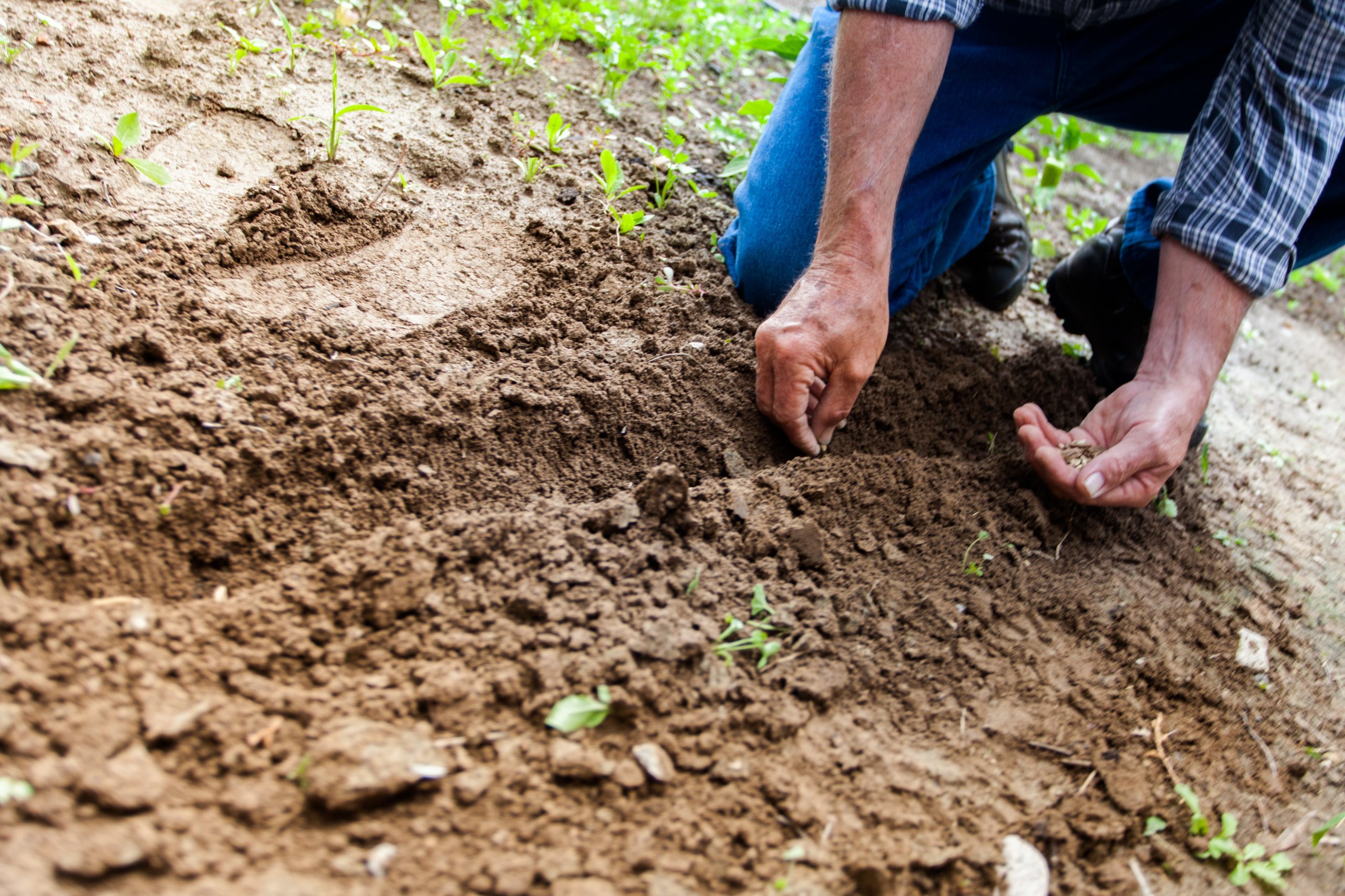 Read more about the article How Gutter Guards Can Benefit Your Garden